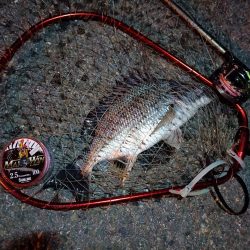 2023/08/28 南港ヘチ釣り釣行