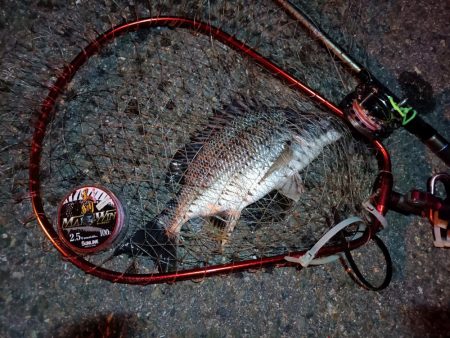 2023/08/28 南港ヘチ釣り釣行