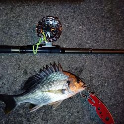 2023/08/30 南港ヘチ釣り釣行