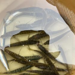 アジフィーバー⓹