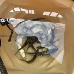 ウリボウの季節