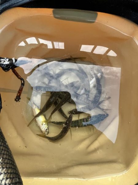 ウリボウの季節