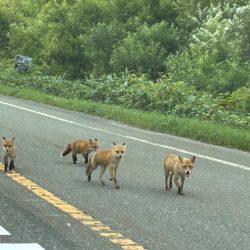 あの幻のイトウが釣れる!?