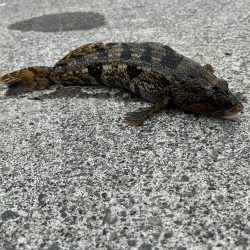 礼文島初日に、念願の魚が２匹とも釣れる!?