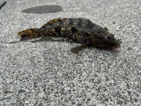 礼文島初日に、念願の魚が２匹とも釣れる!?