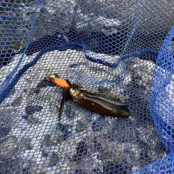 新子エギング釣査！