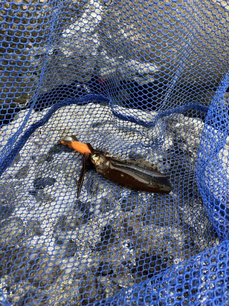 新子エギング釣査！