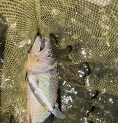 アユイングだ〜