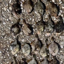 ケンサキイカとカワハギ