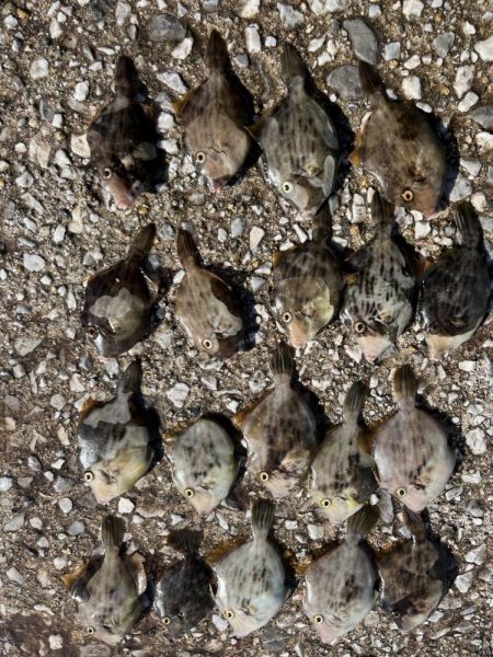 ケンサキイカとカワハギ