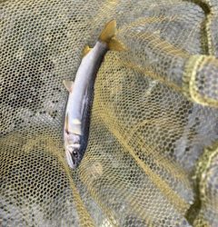 アユに癒された〜