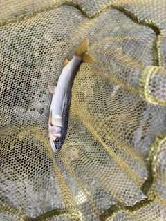 アユに癒された〜