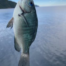 紀州釣り