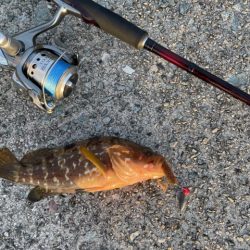 2023 佐渡ヶ島 ライトゲーム&キジハタゲーム 8月14日