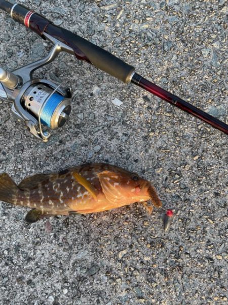 2023 佐渡ヶ島 ライトゲーム&キジハタゲーム 8月14日