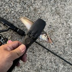 2023 佐渡ヶ島 ライトゲーム＆ハタゲーム　8月20日