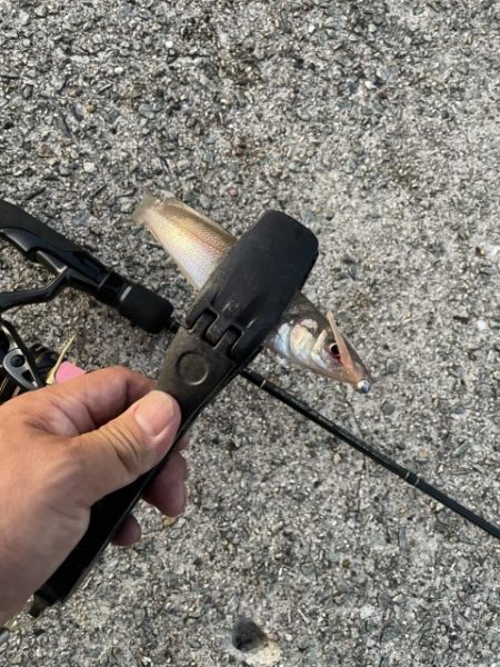 2023 佐渡ヶ島 ライトゲーム＆ハタゲーム　8月20日