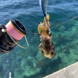 2023 佐渡ヶ島 ライトゲーム＆ハタゲーム＆アオリ新子調査　8月23日