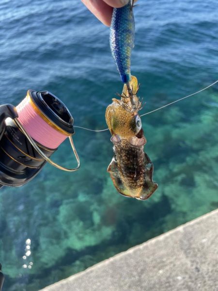 2023 佐渡ヶ島 ライトゲーム＆ハタゲーム＆アオリ新子調査　8月23日