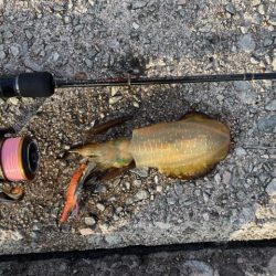 2023 佐渡ヶ島 ライトゲーム＆ハタゲーム＆アオリ新子調査　8月26日