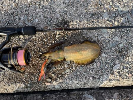 2023 佐渡ヶ島 ライトゲーム＆ハタゲーム＆アオリ新子調査　8月26日