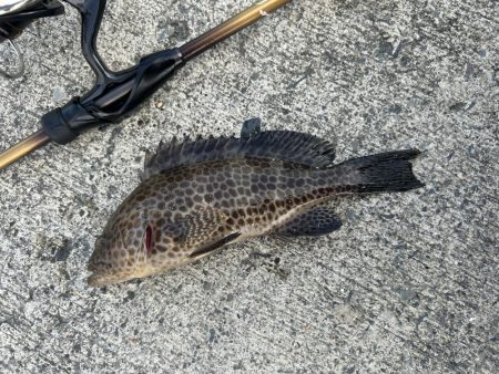 いろいろ楽しい