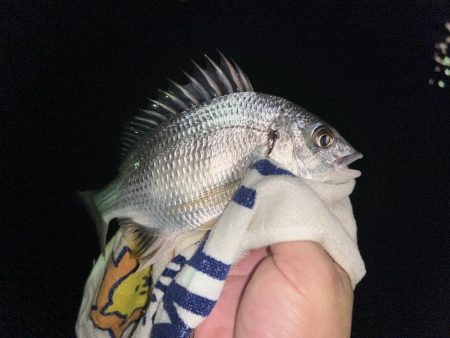 キビレにセイゴ！