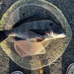 夕まずめサイト黒鯛