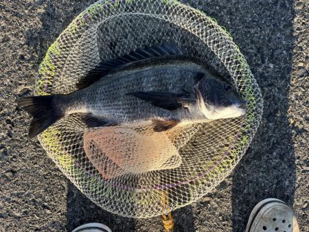 夕まずめサイト黒鯛