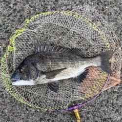 サイト黒鯛練習