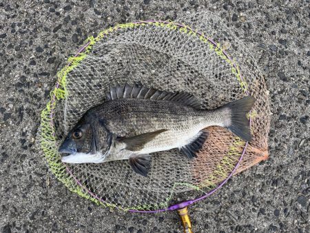 サイト黒鯛練習