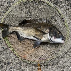 ヘチさぐる黒鯛