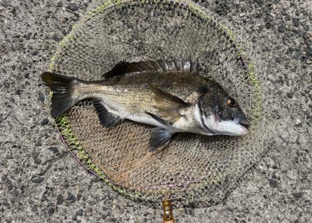 ヘチさぐる黒鯛