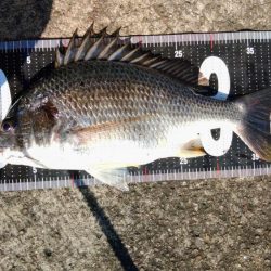 ぶら台風後調査!!