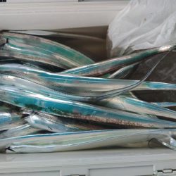 泉州丸　釣果