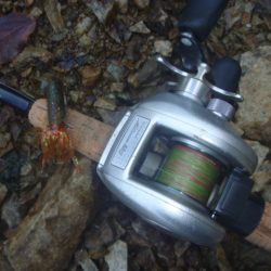 夏のバスフィッシング