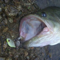 濁りバス その２