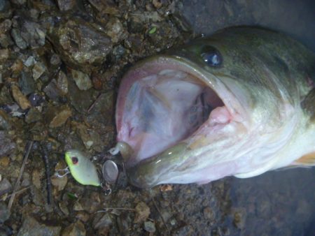 濁りバス その２