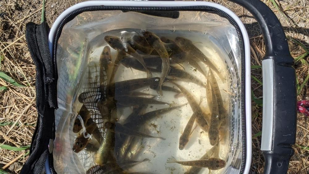 旧中川 ハゼ 今季は難しい