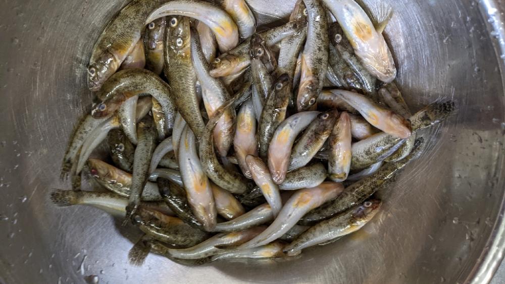 旧中川 ハゼ釣果