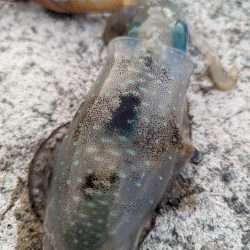 エギング、ハタゲーム