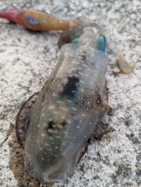 エギング、ハタゲーム