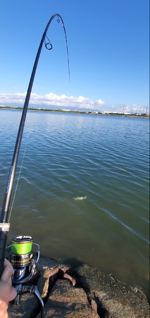 久々の朝マズメはショートバイトラッシュ