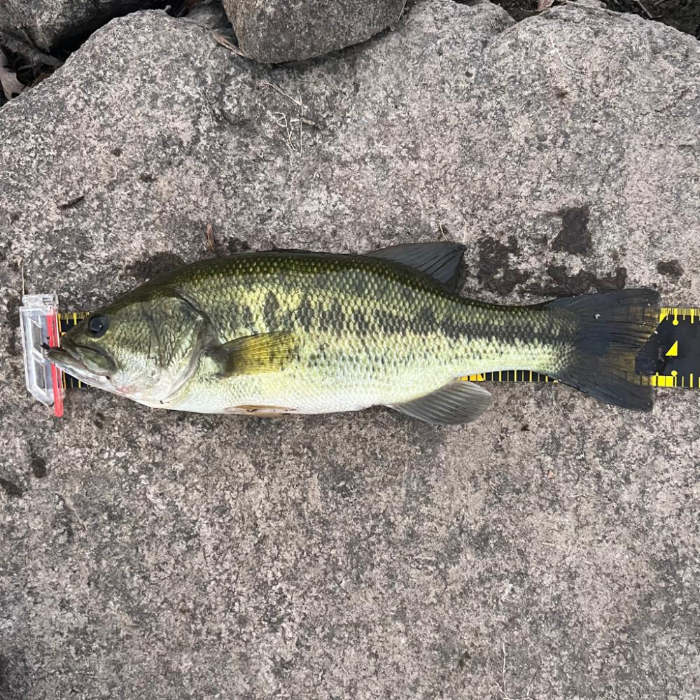 こんなに釣れて…笑