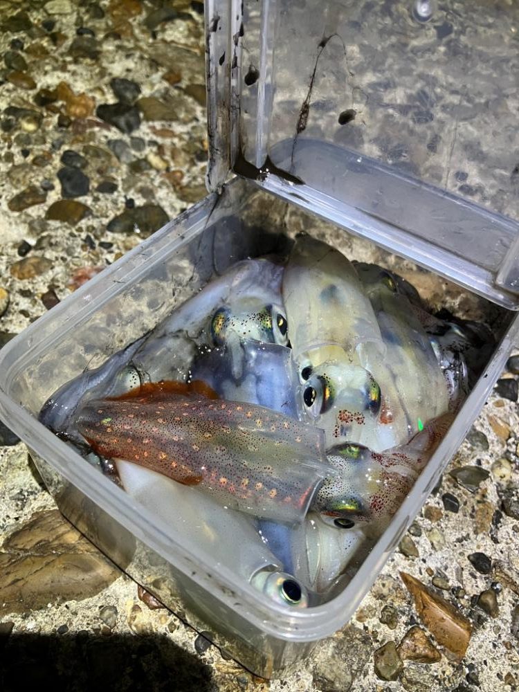 ケンサキ調査3日目(^.^)