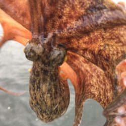 【タコフィネス】アコウ ＋ ガシラ ＋ タ…