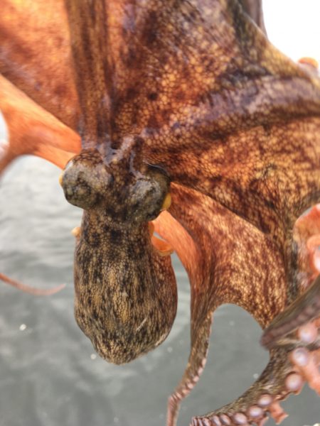 【タコフィネス】アコウ ＋ ガシラ ＋ タ…