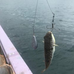 栄真丸カットウフグ