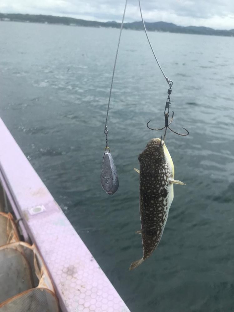 栄真丸カットウフグ