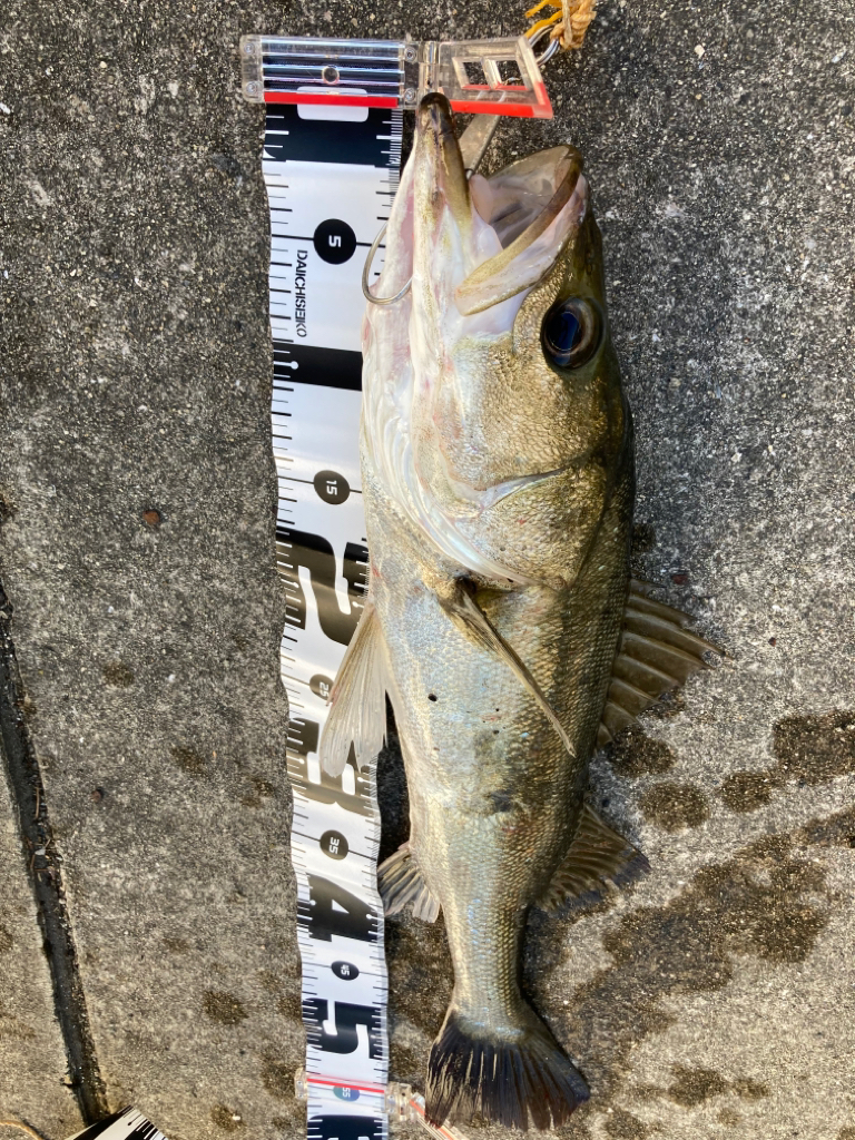 大アジ入ってきています